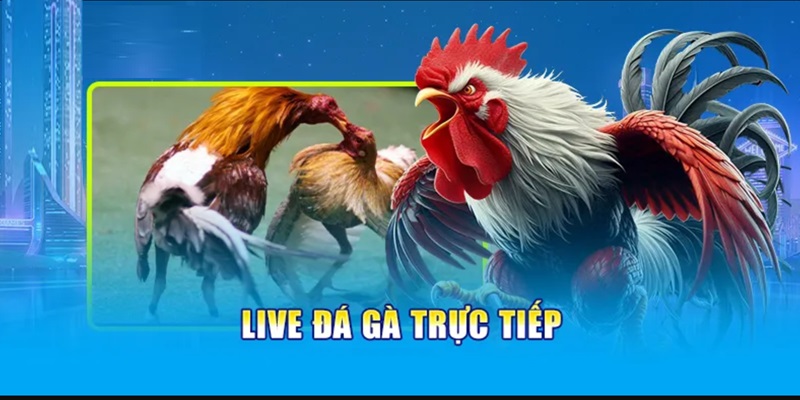Khám phá ngay những ưu điểm đặc sắc chỉ có tại đá gà trực tiếp